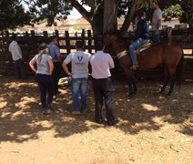 Veterinários realizam fiscalização para garantir o bem estar animal durante as vaquejadas