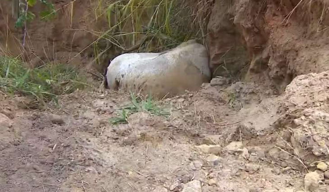 ‘Cortei por cortar’, diz homem que alegou estar bêbado ao mutilar patas de cavalo