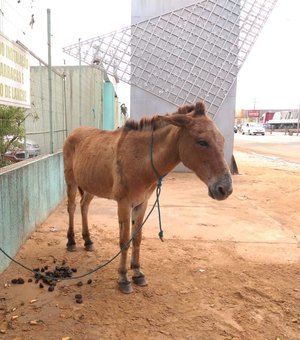 Cavalo é abandonado, amarrado ao muro do HEA, em Arapiraca