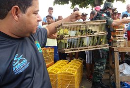 VÍDEO. FPI apreende mais de 200 pássaros na feira de Arapiraca