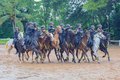 PM-AL forma 10 novos centauros no Curso de Policiamento Montado