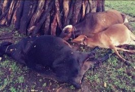 Animais morrem atingidos por um raio em Mata Grande