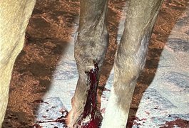 PM e veterinário socorrem cavalo ferido após acidente em Arapiraca
