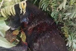 Cachorro é encontrado bastante ferido após mais um ataque cruel contra animais no bairro Primavera