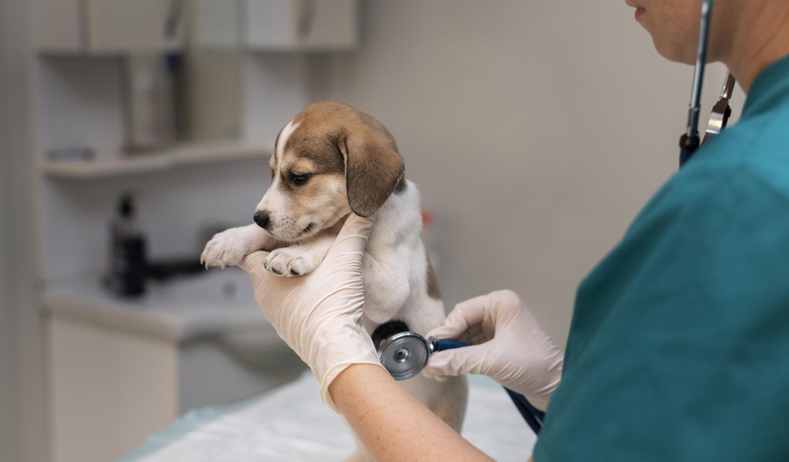 Ufal abre inscrições para Pós-graduação em Práticas Hospitalares Veterinárias