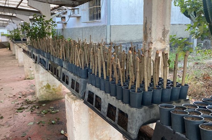 Expansão da própolis vermelha: 600 mudas de planta serão distribuídas em AL