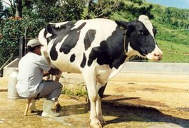 Arapiraca recebe Seminário de Ordenha Higiênica e Qualidade do Leite