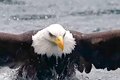 Com riqueza de detalhes, vídeo mostra momento em que águia 'pesca' peixe; assista