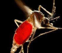 Instituto recruta voluntários para teste de vacina contra chikungunya