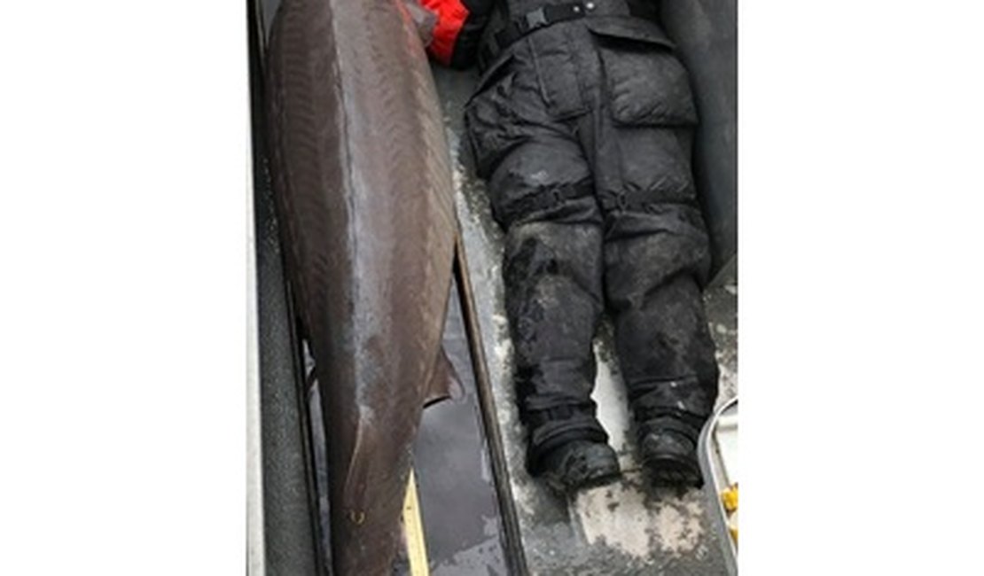 'Monstro do rio' com mais de 109 kg e de 100 anos é pescado nos EUA