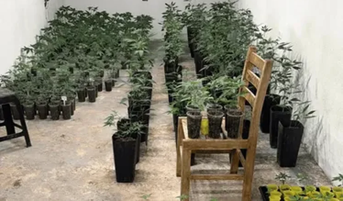 Fantástica fábrica de drogas: polícia estoura estufas de maconha