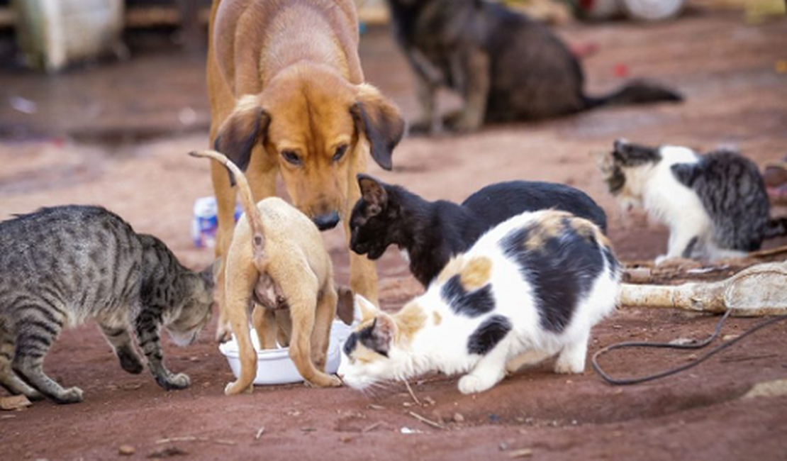 Populares denunciam maus-tratos a cães e gatos em Delmiro Gouveia