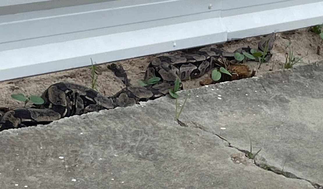 Jiboia de mais de 2 metros é resgatada pela Polícia Ambiental em Jacarecica