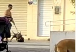 Vídeo. Moradores de Campo Alegre ficam revoltados com vídeo de ataque de pitbull à cão pequeno na cidade
