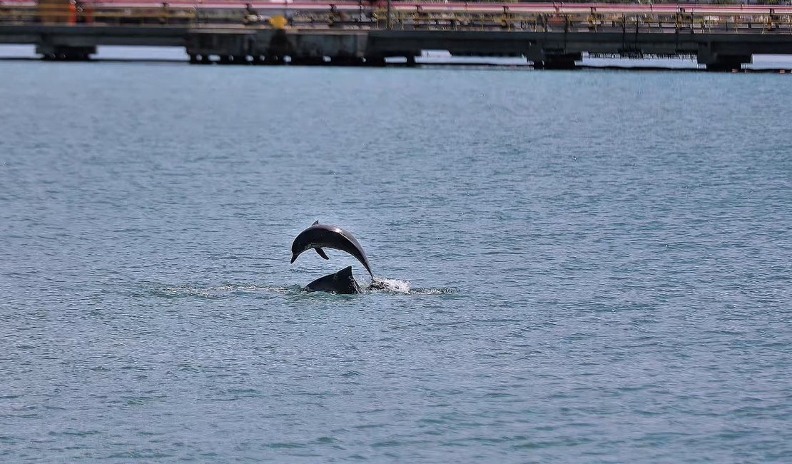 Golfinhos dão espetáculo no Porto de Maceió e surpreendem turistas de cruzeiro