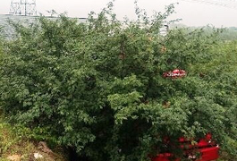 Jovem alagoano é executado com tiros na cabeça e corpo é jogado em matagal