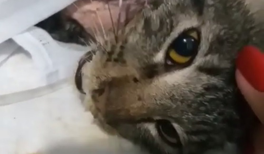Morre gatinha que foi esfolada viva em Maceió