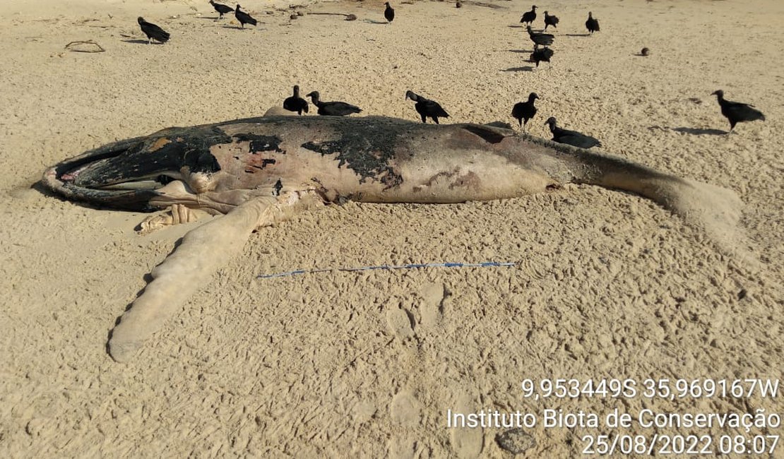 Baleia-jubarte é encontrada morta em Jequiá da Praia