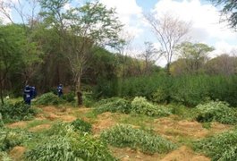 Polícia Federal destrói 48 mil pés de maconha encontrados no Rio São Francisco