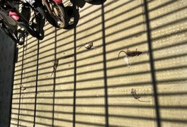 Sindpol denuncia infestação de ratos em delegacia de São Miguel dos Campos