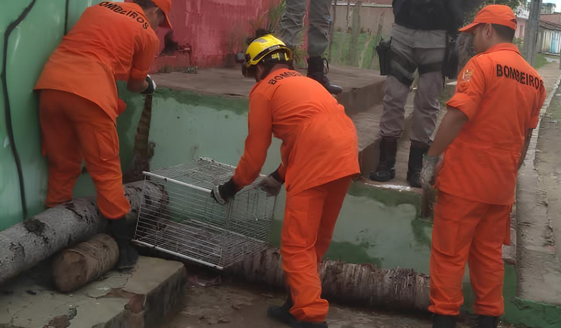 Bombeiros resgatam jacaré que circulava em via pública em Palmeira dos Índios