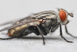 Por que é tão difícil matar uma mosca?