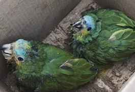 Operação resgata mais de 100 pássaros silvestres que estavam sendo comercializados em Maceió