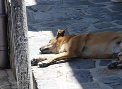 Polícia investiga ataque contra cinco cães em situação de rua em São Miguel dos Campos