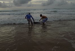 Moradores socorrem golfinho encalhado na Praia do Francês