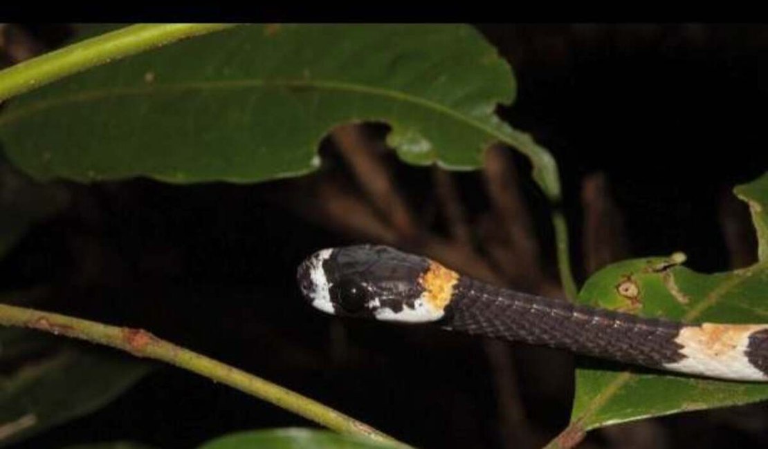 Em trilha na Amazônia, cientistas registram 'canto de cobra' pela 1ª vez na América Latina; ouça