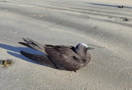 IMA alerta população para evitar contato com aves marinhas durante período migratório
