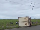 Caminhão frigorífico tomba após manobra na pista no interior de Alagoas