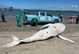 Filhote de baleia-jubarte é encontrado morto perto do Porto de Maceió