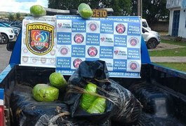Abordagem a suspeitos leva PM a encontrar meia tonelada de maconha na Bahia