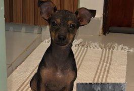 Tutores buscam informações de filhote de Pinscher supostamente sequestrada por motociclista, em Arapiraca