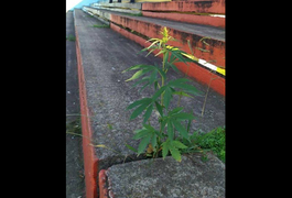 Com jogos paralisados, pé de maconha nasce em espaço entre arquibancadas de estádio