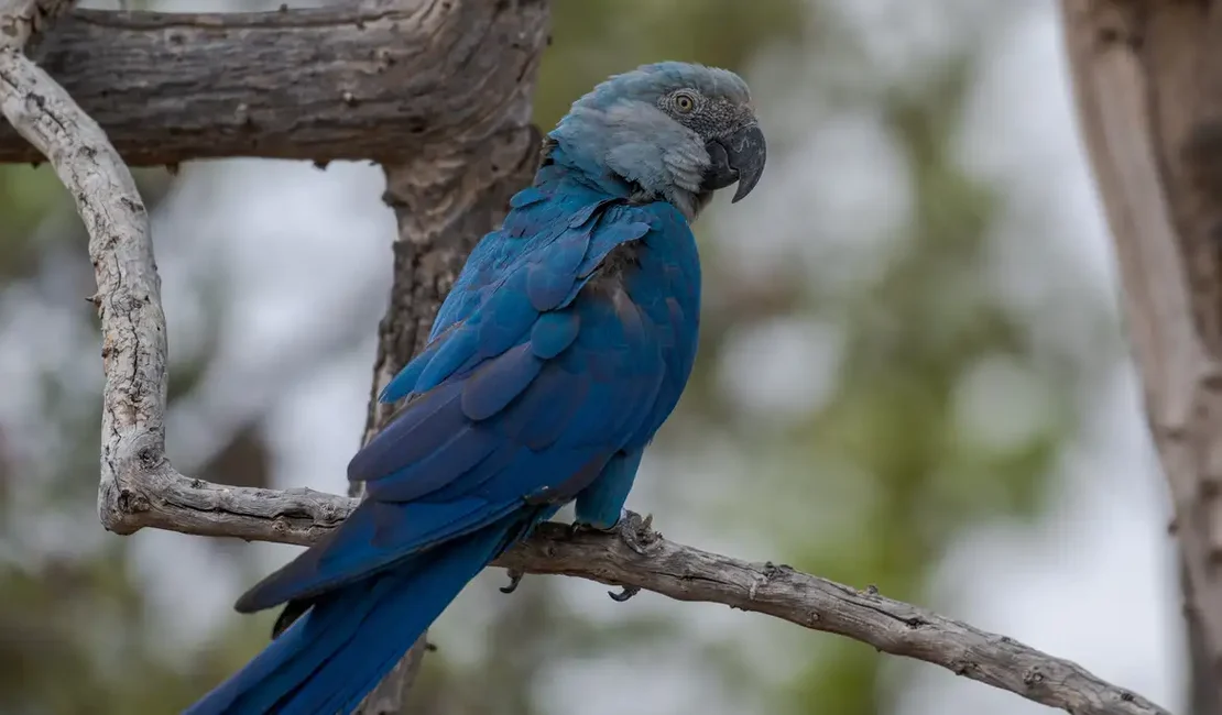 Ararinhas-azuis recapturadas testam positivo para vírus letal