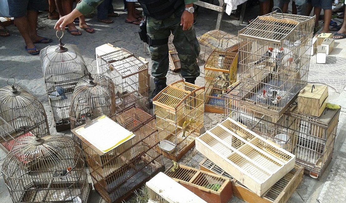 Batalhão de Polícia Ambiental de AL resgata animais silvestres em feira livre de Maribondo