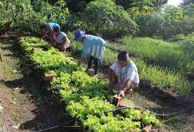 Banco do Nordeste financia projetos de difusão tecnológica para melhorar produtividade e sustentabilidade de produtores rurais