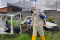 Prefeitura de Penedo realiza borrifação de larvicida como técnica de combate à dengue