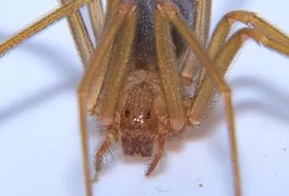 Turista britânica sofre infecção grave após picada de aranha venenosa