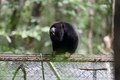 Após período de adaptação, guaribas-de-mãos-ruivas ganham liberdade em reserva ambiental em Coruripe