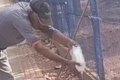 VÍDEO: Trabalhador tenta dar água para lagarto teiú, é atacado e perde parte do dedo no MT