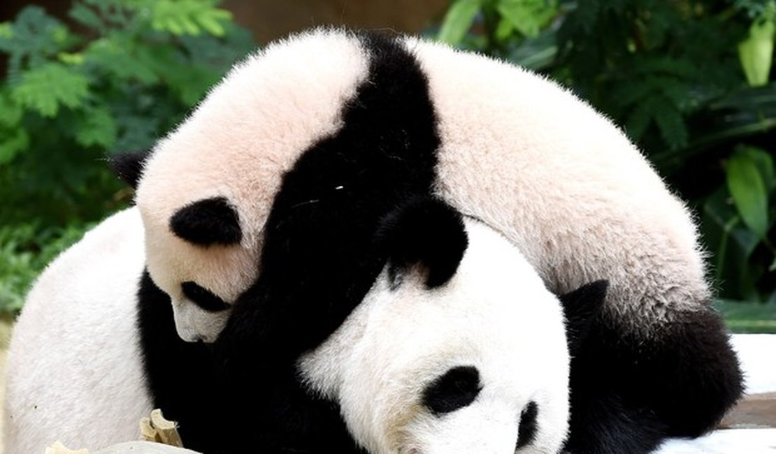 China lamenta que panda não seja mais espécie em risco para UICN