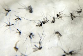 Vacina brasileira contra dengue começa a ser testada no país em outubro
