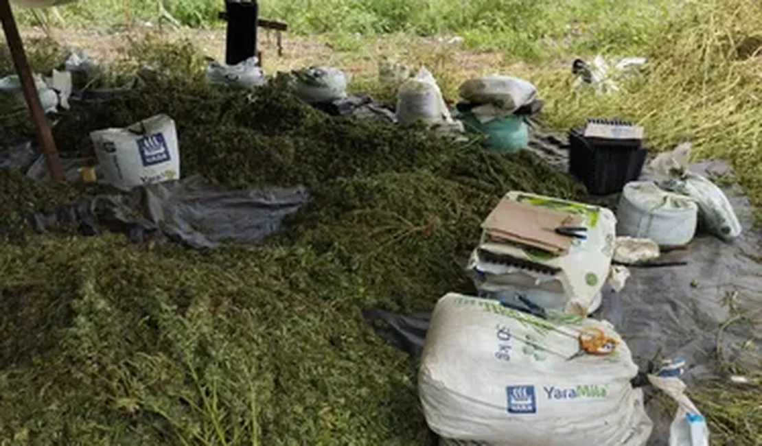 Operação da PF apreende e incinera cerca de 2 toneladas de maconha no Sertão de Alagoas