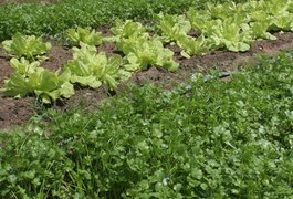 Horticultores do Agreste entram no Programa de Aquisição de Alimentos