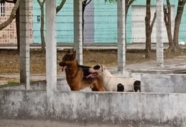 Cães entram em residência, matam animais e moradora se esconde em cômodo, em Penedo
