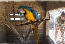 Arara-azul e mais 35 pássaros são resgatados no Agreste e no Sertão de Alagoas