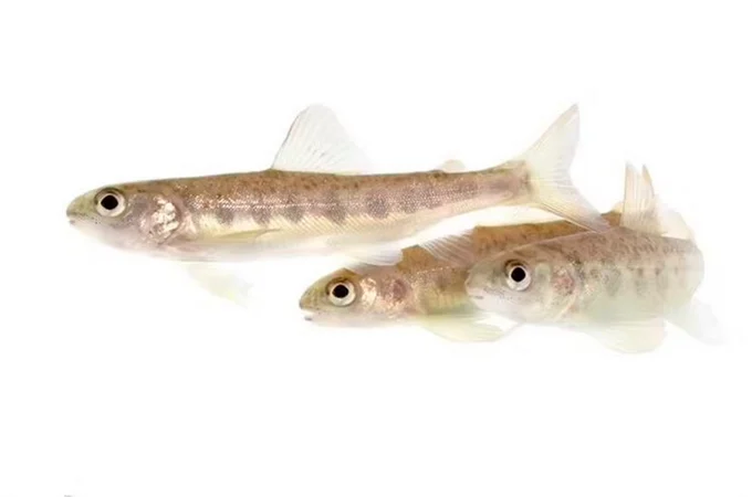 Salmões expostos à cocaína nadam até 90% mais que o normal, aponta estudo inédito